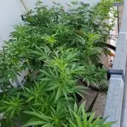 S.A.D. & Blue Bullet Auto (outdoor)