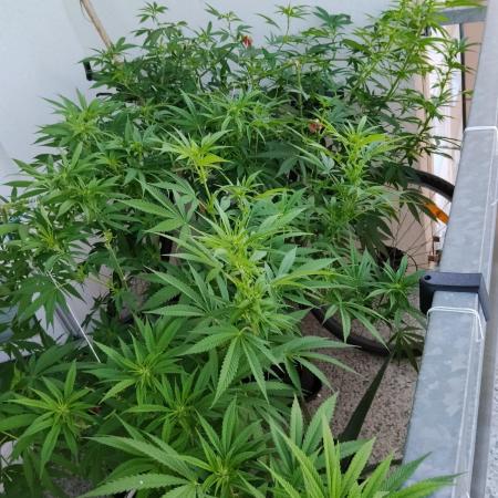 S.A.D. & Blue Bullet Auto (outdoor)