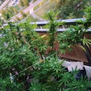 S.A.D. & Blue Bullet Auto (outdoor)