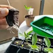 S.A.D. & Blue Bullet Auto (outdoor)