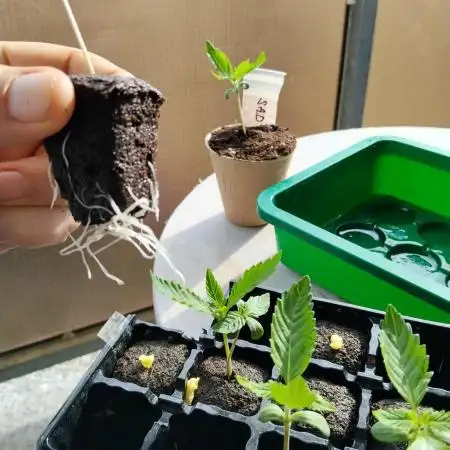S.A.D. & Blue Bullet Auto (outdoor)