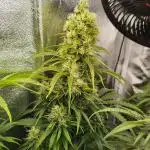 Balcony somewhere in Europe 2025