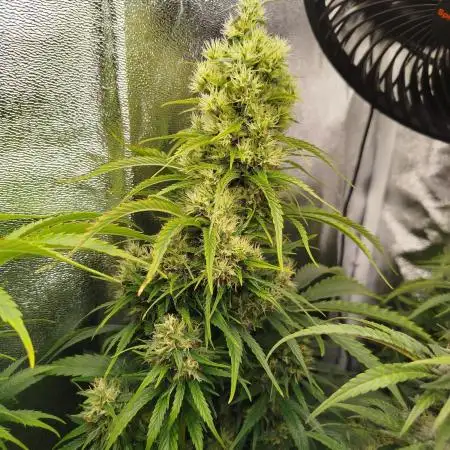 Balcony somewhere in Europe 2025