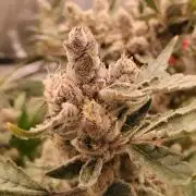 BF's: Super boof & Blue gelato 41