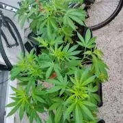 S.A.D. & Blue Bullet Auto (outdoor)