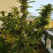 S.A.D. & Blue Bullet Auto (outdoor)