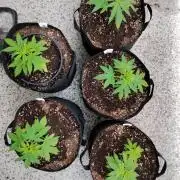 S.A.D. & Blue Bullet Auto (outdoor)