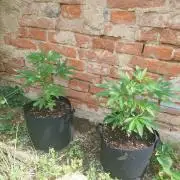 S.A.D. & Blue Bullet Auto (outdoor)