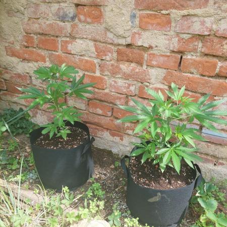 S.A.D. & Blue Bullet Auto (outdoor)