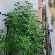 S.A.D. & Blue Bullet Auto (outdoor)