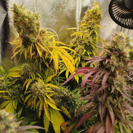 Balcony somewhere in Europe 2025