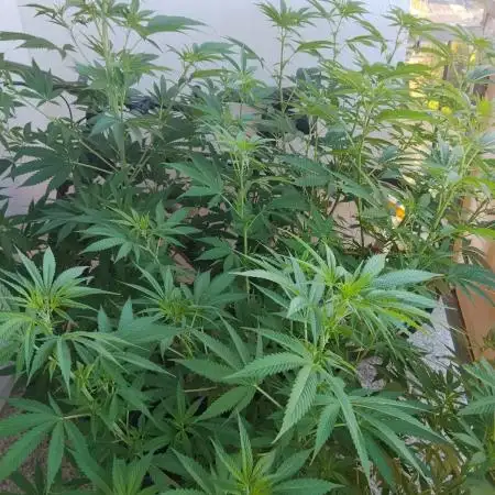 S.A.D. & Blue Bullet Auto (outdoor)