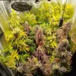 Balcony somewhere in Europe 2025