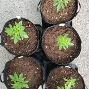 S.A.D. & Blue Bullet Auto (outdoor)