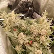 BF's: Super boof & Blue gelato 41