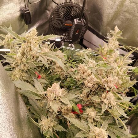 BF's: Super boof & Blue gelato 41