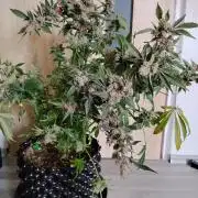 BF's: Super boof & Blue gelato 41