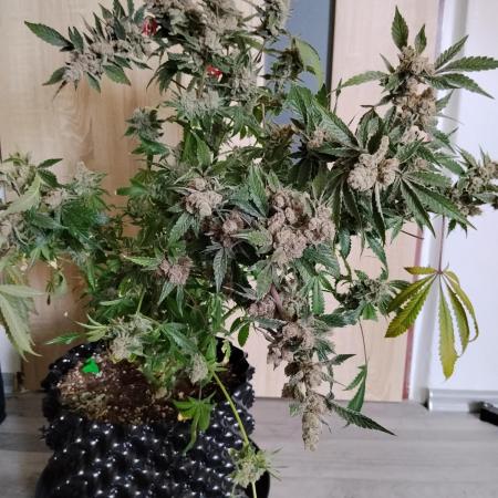 BF's: Super boof & Blue gelato 41