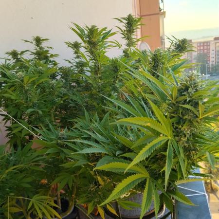 S.A.D. & Blue Bullet Auto (outdoor)