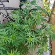 S.A.D. & Blue Bullet Auto (outdoor)