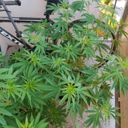 S.A.D. & Blue Bullet Auto (outdoor)