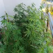S.A.D. & Blue Bullet Auto (outdoor)