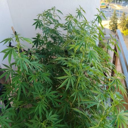 S.A.D. & Blue Bullet Auto (outdoor)
