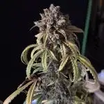 First Grow