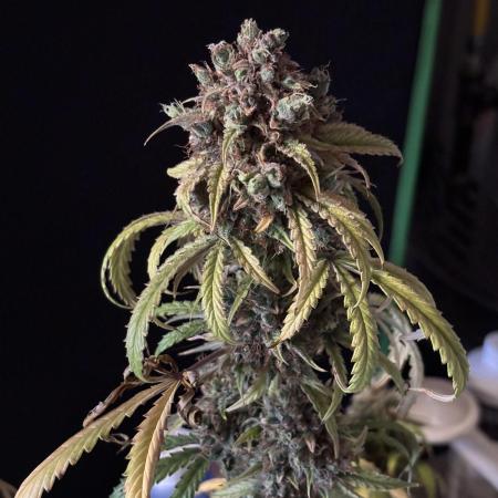 First Grow
