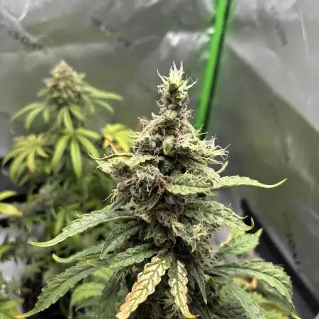 First Grow
