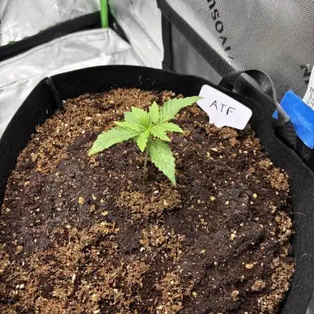 Alaskan Thunder Fuck