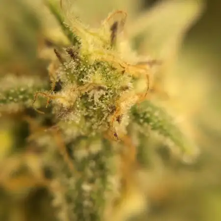 Z up auto