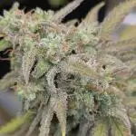 Z up auto