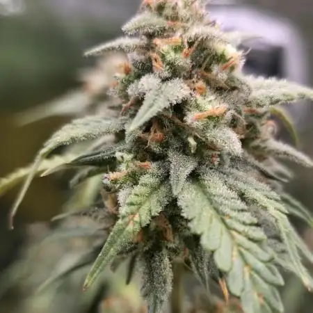 Z up auto