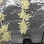 Z up auto