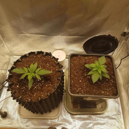 2x Gelato Auto FASTBUDS