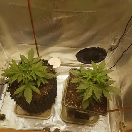 2x Gelato Auto FASTBUDS