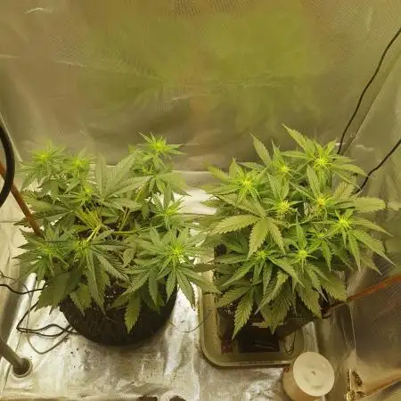 2x Gelato Auto FASTBUDS
