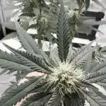 Puple Haze Auto 42 (Living Soil)