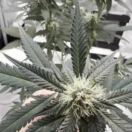 Puple Haze Auto 42 (Living Soil)