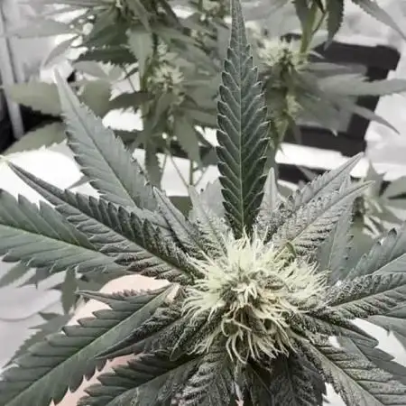 Puple Haze Auto 42 (Living Soil)