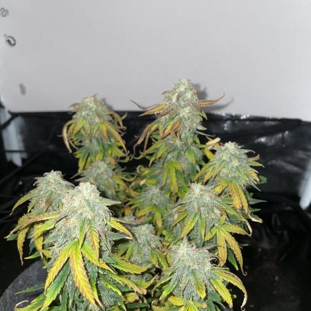 First serious indoor grow