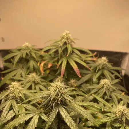 First serious indoor grow