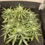 First serious indoor grow