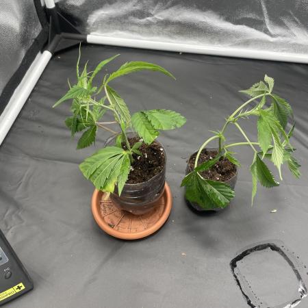 Cannalope Haze & Gelato #45