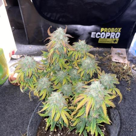 First serious indoor grow