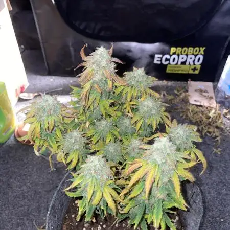 First serious indoor grow