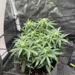 First serious indoor grow