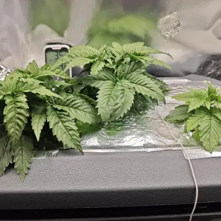 Purple Kush DWC SCROG LED Cabinet Grow