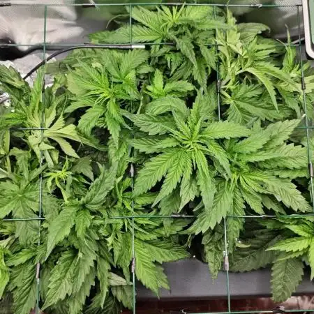 Purple Kush DWC SCROG LED Cabinet Grow